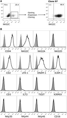 Elusive Role of the CD94/NKG2C NK Cell Receptor in the Response to Cytomegalovirus: Novel Experimental Observations in a Reporter Cell System